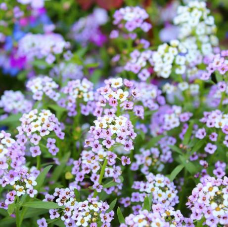 peenrataimed alyssum