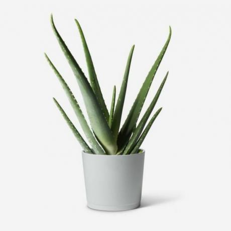 Aloe Vera taim