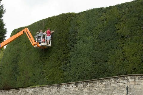 Inglismaa kõrgeimale jugapuu hekile annavad mehed kirsikorjajas iga-aastase sisseseade. Bathurst Estate Cotswoldsis