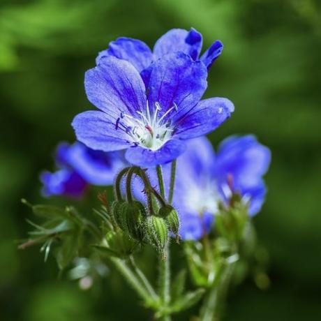 lähivõte vastupidavast sinisest pelargooniumi lillest, mis kasvab varjulises aiaosas