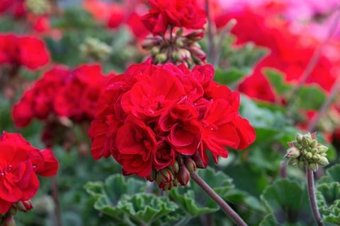 Geranium - alates 1,99 kr - Wyevale aianduskeskused