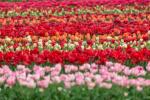 Hollandi lillevälja droonivideo