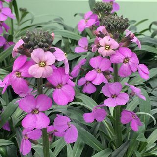 Erysimum 'Bowlesi lillakas'