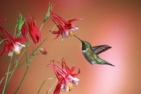 harilik kolibriin (archylochus colubris) on kolibri liik, kes tavaliselt veedab Kesk-Ameerikas talve ja rändab suveks Põhja-Ameerika idaosasse, et seda aretada. See on kaugelt levinuim kolibri põhjaosas Mississippi jõest ida pool. Ameerika