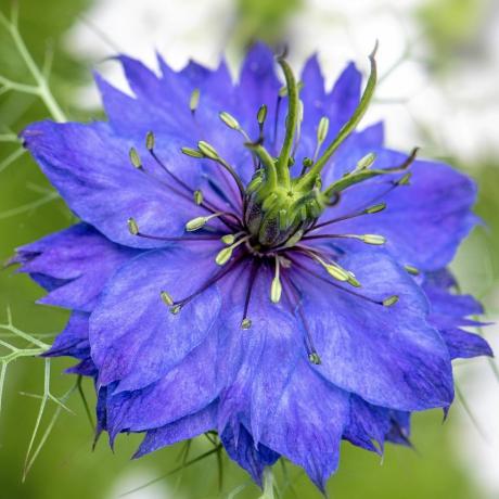 lõikelillede nigella kasvatamine