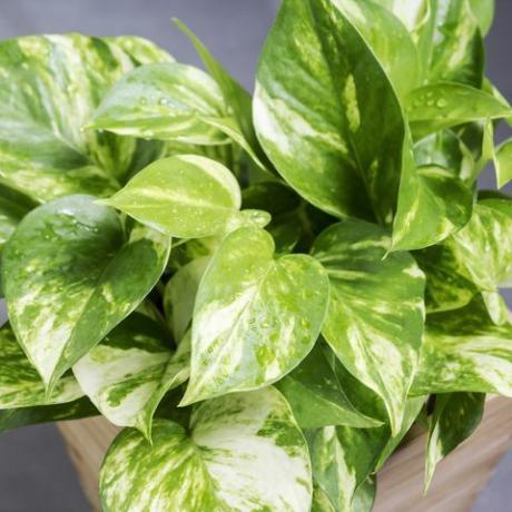 pothos epipremnum aureum parimad niiskust armastavad taimed teie vannitoa jaoks