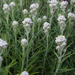 Anaphalis Margaritacea, igavene pärl