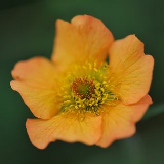 Geum "Täiesti mandariin"