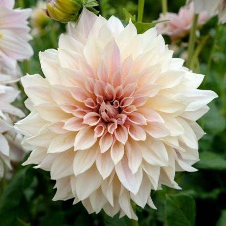 Dahlia Cafe au Lait - kolmene pakk