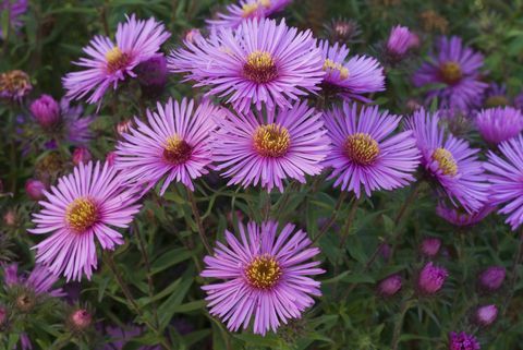 Uus-Inglismaa aster (Aster novae-angliae) 'Colwell Galaxy'