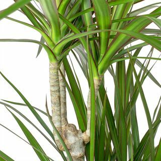 Dracaena marginata punase servaga