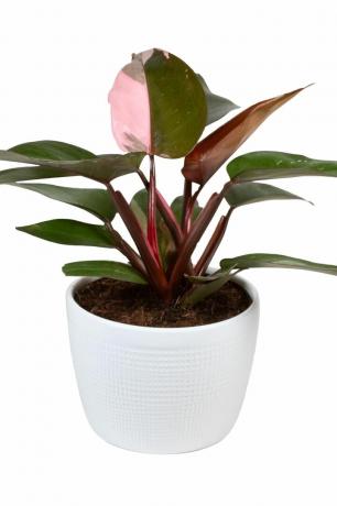 Roosa printsess Philodendron