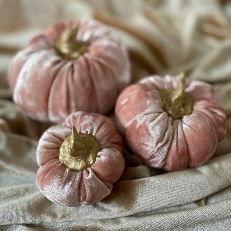 Palus tumeroosa Velvet Pumpkins