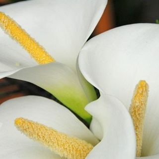 Zantedeschia aethiopica