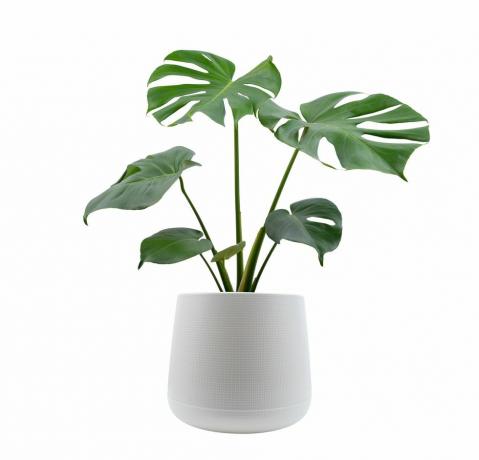 Monstera puud, mis on istutatud valgel taustal