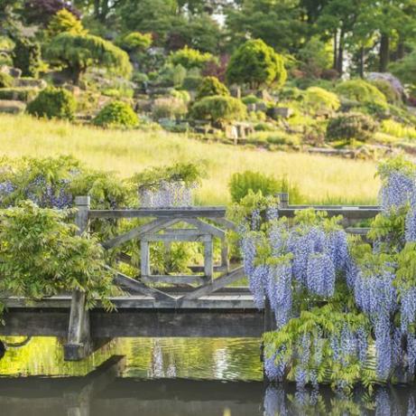 wisteria ja rhs garden wisley