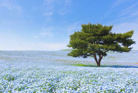 Hitachi park õites