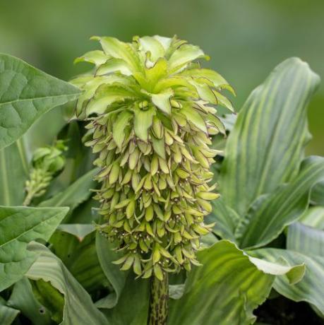 troopilised taimed, eucomis bicolor