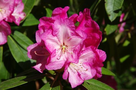 Roosad rododendronlilled õitsevad
