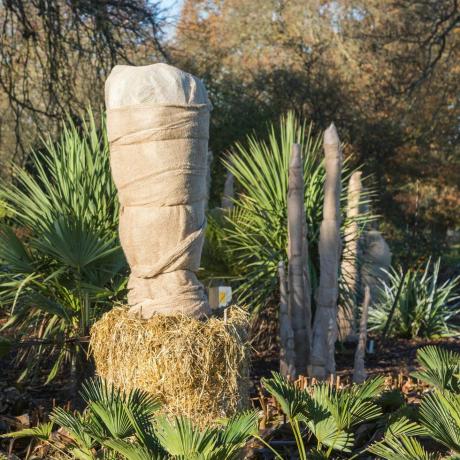 ec25tt trachycarpus 'wagnerianus' varred, mis on pakitud hessiaani, et isoleerida ja kaitsta talvel külma ja külmakahjustuste eest, Rhas Gardens Wisley, Surrey