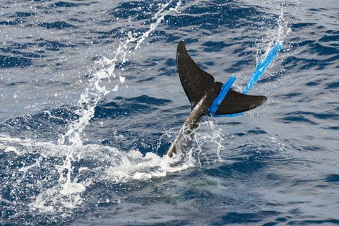 „Rissose delfiin (Grampus griseus), kilekotiga kiud, Fuerteventura, Kanaari saared”