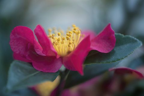 Deep Pink Camellia lill