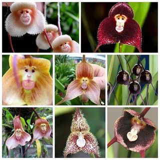 Dracula orhidee (100 seemet)