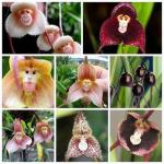 Need haruldased orhideed näevad välja nagu ahvi näod ja võite seemneid osta