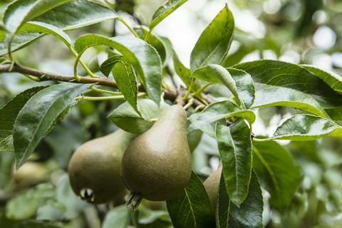 Müüa uhkete aedadega somerseti maja