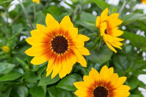 Kolmandal kohal on aasta Chelsea taim 2018. Helianthus annuus SUNBELIEVABLE PRAVA SILMEGA TÜDRUK ('Sunbeliv01')