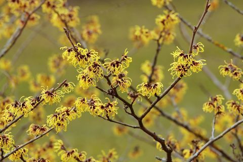 Õitsev nõiapähkel -Hamamelis intermedia