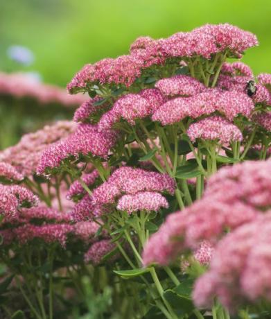 sedum sügisrõõm 'herbstfreude'