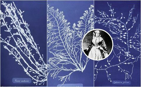 Anna Atkinsi botaanilised väljatrükid: Briti vetikate fotod: Tsüanotüübi jäljendid (1843)