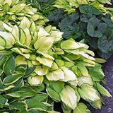 Hosta kaitseraua segu