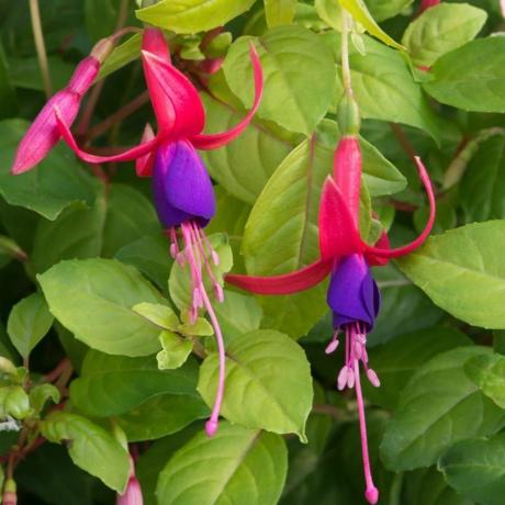 fuksia 'Genii'