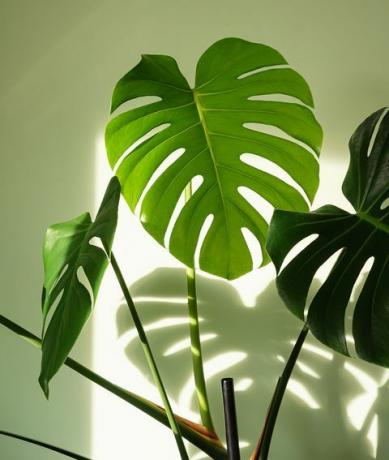 šveitsi juustutaim monstera deliciosa toataim