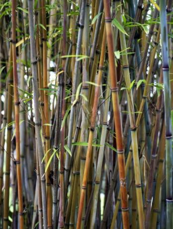Bambus aias