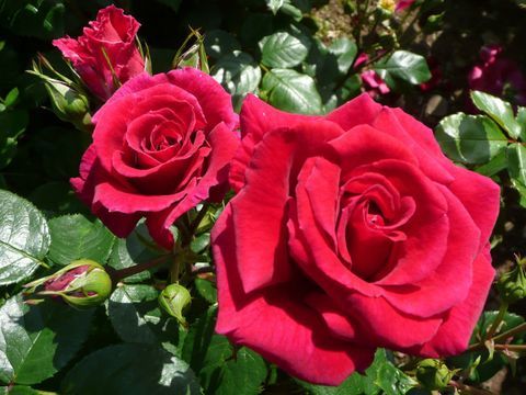 'Lovestruck' (Dicommatac) - RHS Hampton Courti palee lillenäitusel nimetati Aasta Roosiks 2018