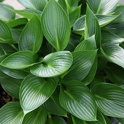 Hosta 