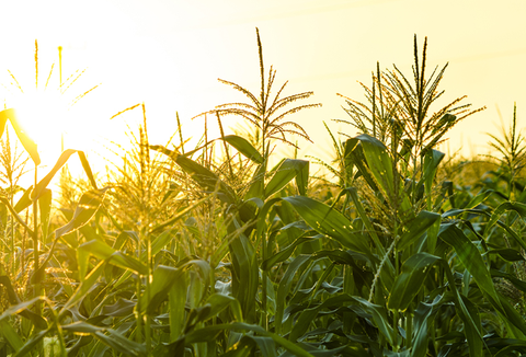 Cornfield Inglismaal