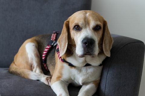 beagle koer