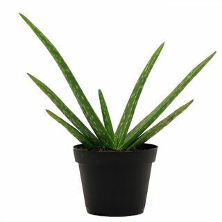 Aloe Vera taim 