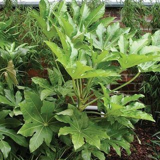 Fatsia japonica – Jaapani Aralia