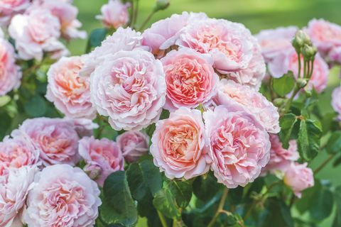 David Austin Roses tutvustab RHS Chelsea lillenäitusel kahte uut inglise roosi sorti