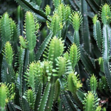 euphorbia ingens kaktusepuude lähivõte