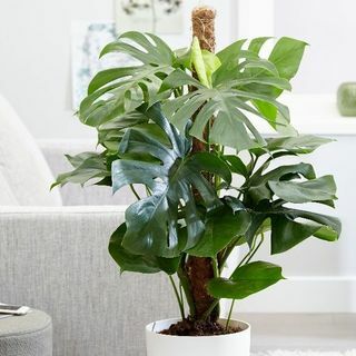 Monstera deliciosa - Šveitsi juustutaim