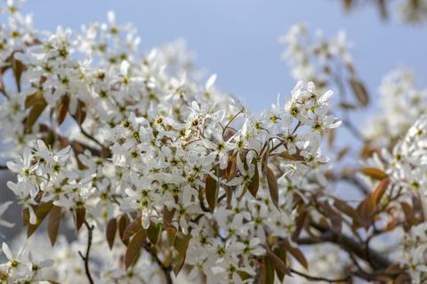 amelanchier lamarckii heitlehine õitsemispõõsas, valgete lillede rühm okstel õitsema, lumine mespiluse taimesort