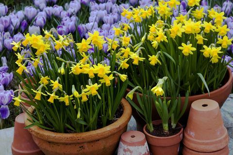 Päkapikk-nartsissidega (Narcissus 'tete-a-tete') täidetud terrakotamahutid Crocus 'pickwickiga, märts