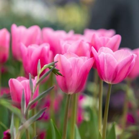 rhs malvern kevadfestival