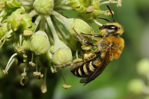 Mesilane luuderohi lilledel